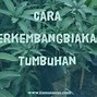 Apa Itu Stolon Atau Geragih